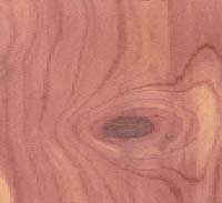 Picture of Cedar wood sample